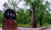 黄帝古枣园景区